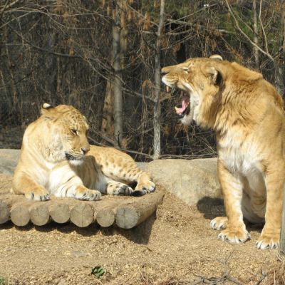 Тигры