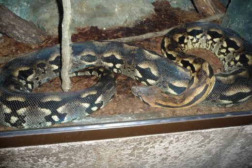 Amneville Zoo-130