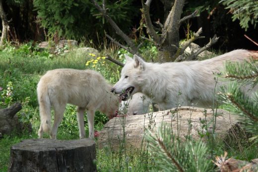 Amneville Zoo-88