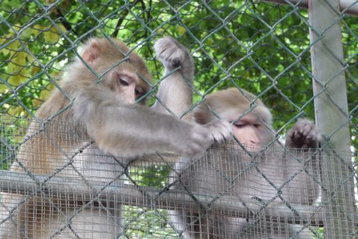 Amneville Zoo-94