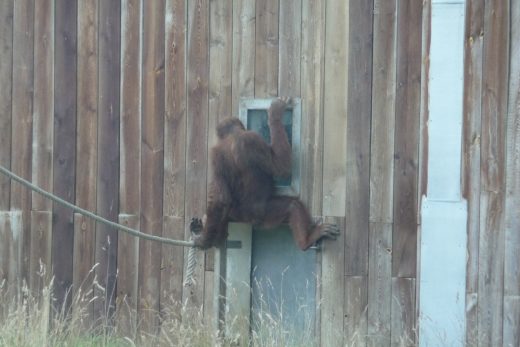 Amneville Zoo-138
