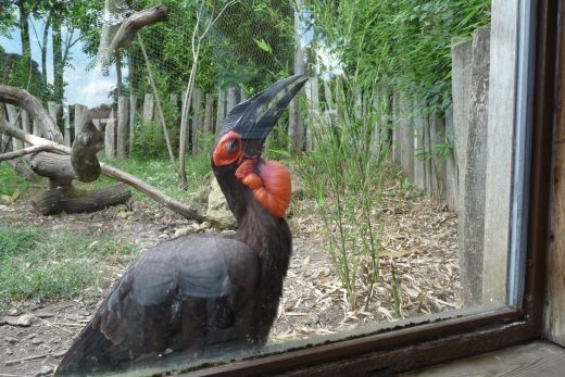 Amneville Zoo-37