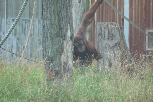 Amneville Zoo-139