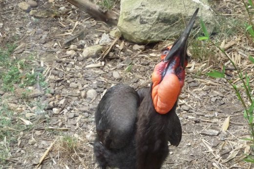Amneville Zoo-38