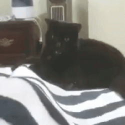 gif-20102017-018