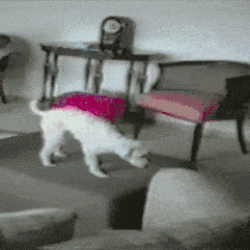 gif-21072017-003
