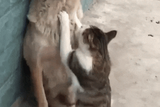gif-20102017-013