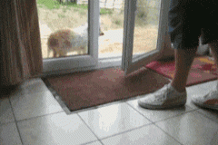 gif-21072017-010