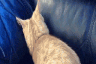 gif-28072017-009