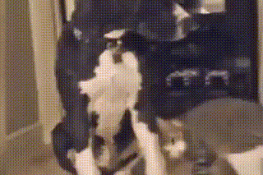 gif-20102017-017