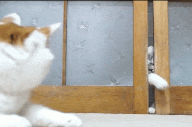 gif-20102017-008