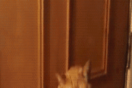 gif-18082017-013