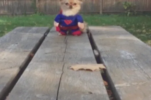 Superdog