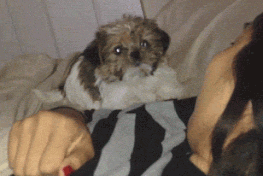 Scared dog