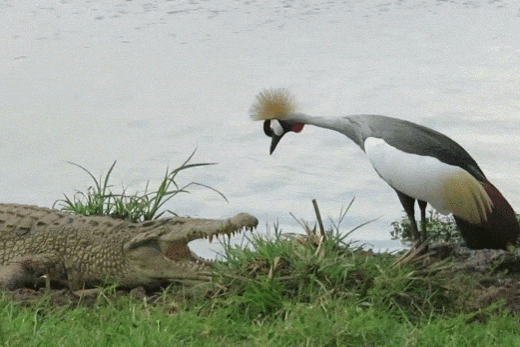 gif-20102017-012