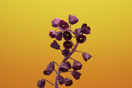 Wallpaper Flower FRITILLARIA