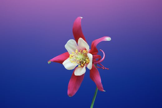 Wallpaper Flower AQUILEGIA