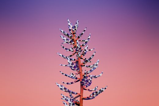 Wallpaper Flower AECHMEA