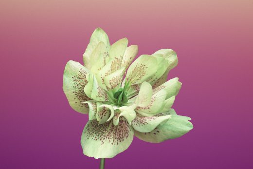 Wallpaper Flower HELLEBORUS