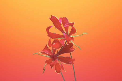 Wallpaper Flower GLORIOSA