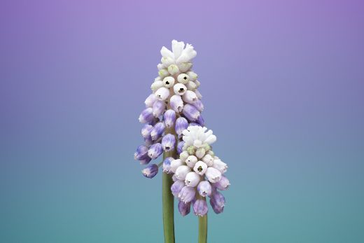 Wallpaper Flower MUSCARI