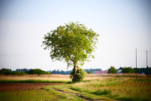 Tree in field