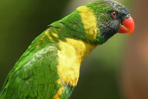 Lorikeet