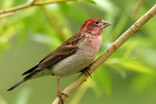 Purple Finch