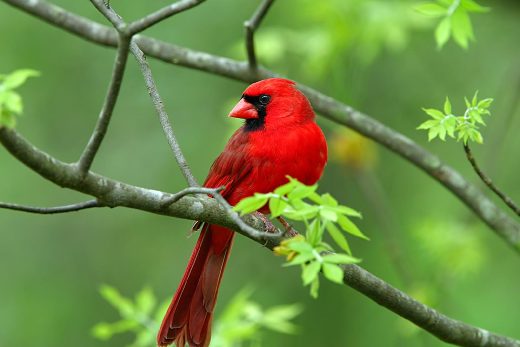 Male cardinal 1
