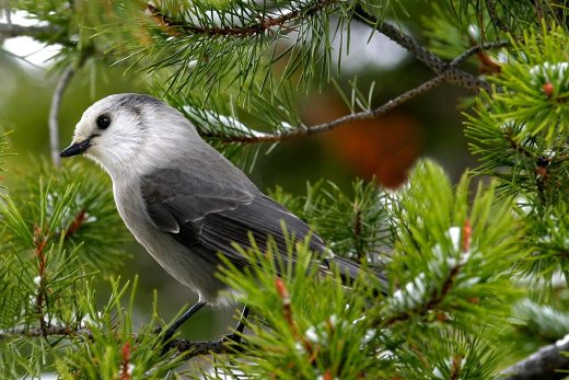 Mountain gray jay