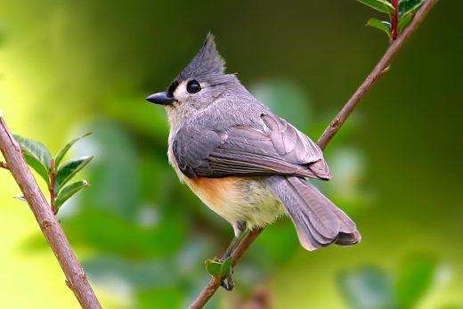 Tufted Titmouse
