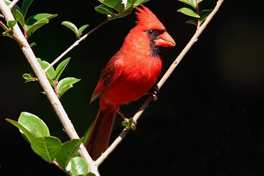 Male cardinal 2