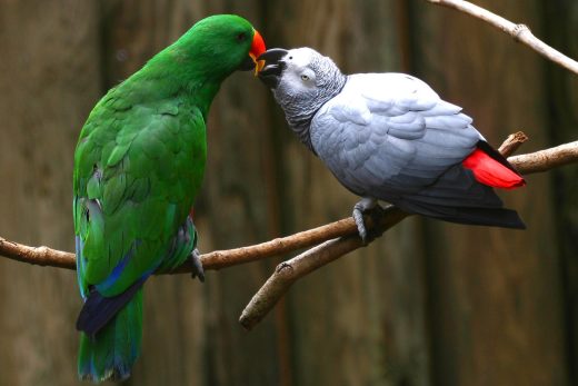 Love Parrots