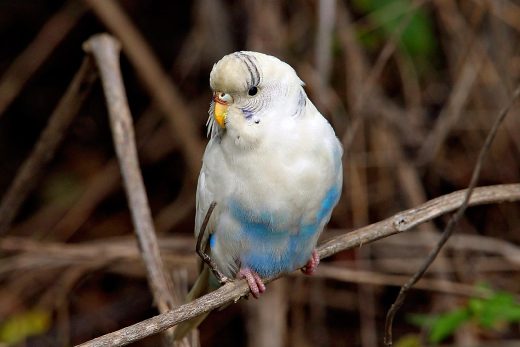Parakeet
