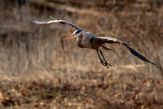 Great Blue Heron Hunting