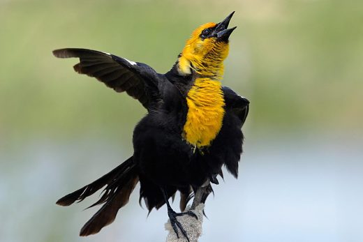 Male yellow headed blackbird