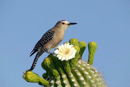 Gila Woodpecker
