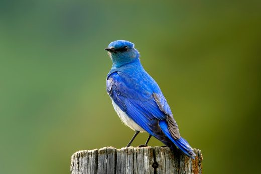 Mountain bluebird