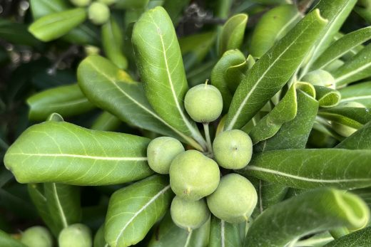 Pittosporum tobira