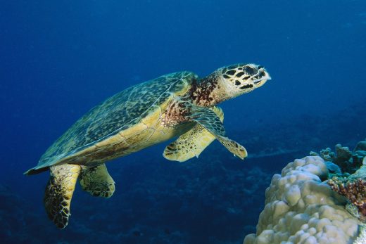 Черепаха Hawksbill