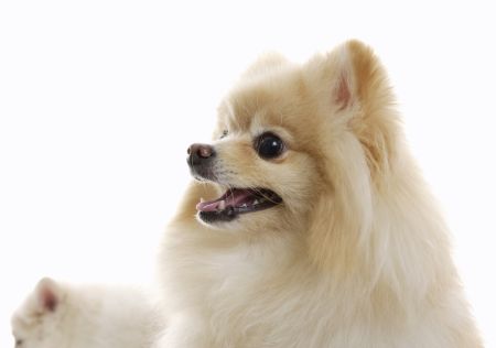 Dog-28