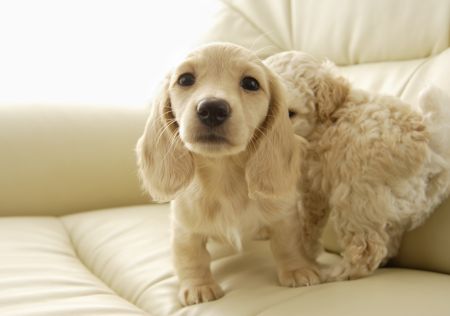 Dog-12