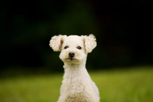 Dog-18