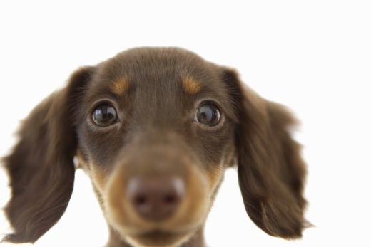 Dog-2