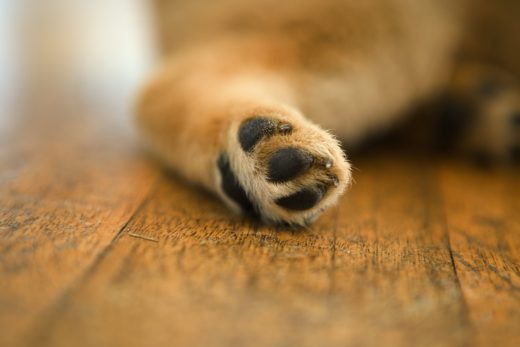 Dog-43