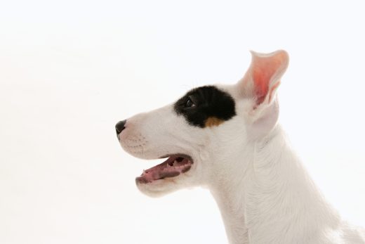 Dog-31