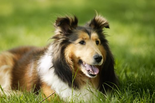 Dog-47
