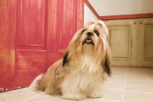 Dog-20