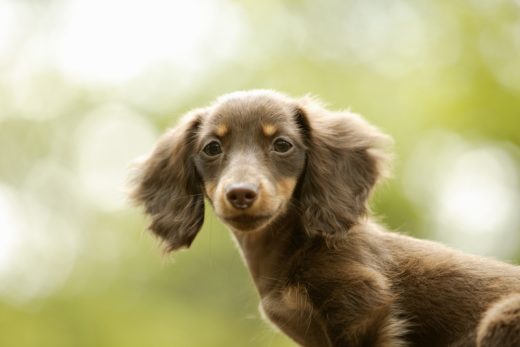 Dog-6