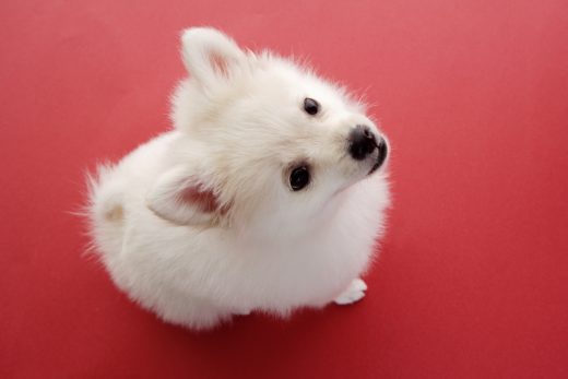 Dog-26